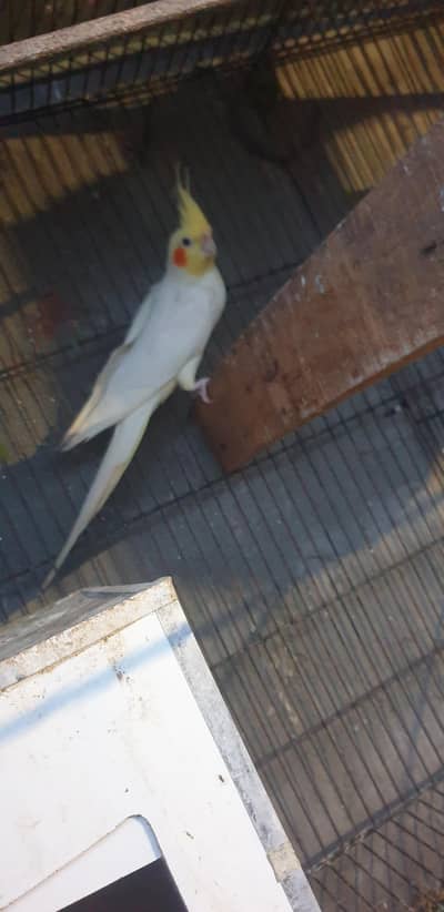 cocktail red eyes pair with eggs