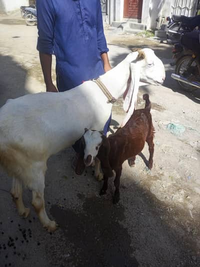 gulabi bakri or path  bacha for Salle hai