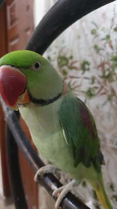 Alexander Parrot Tamed (03147869511)