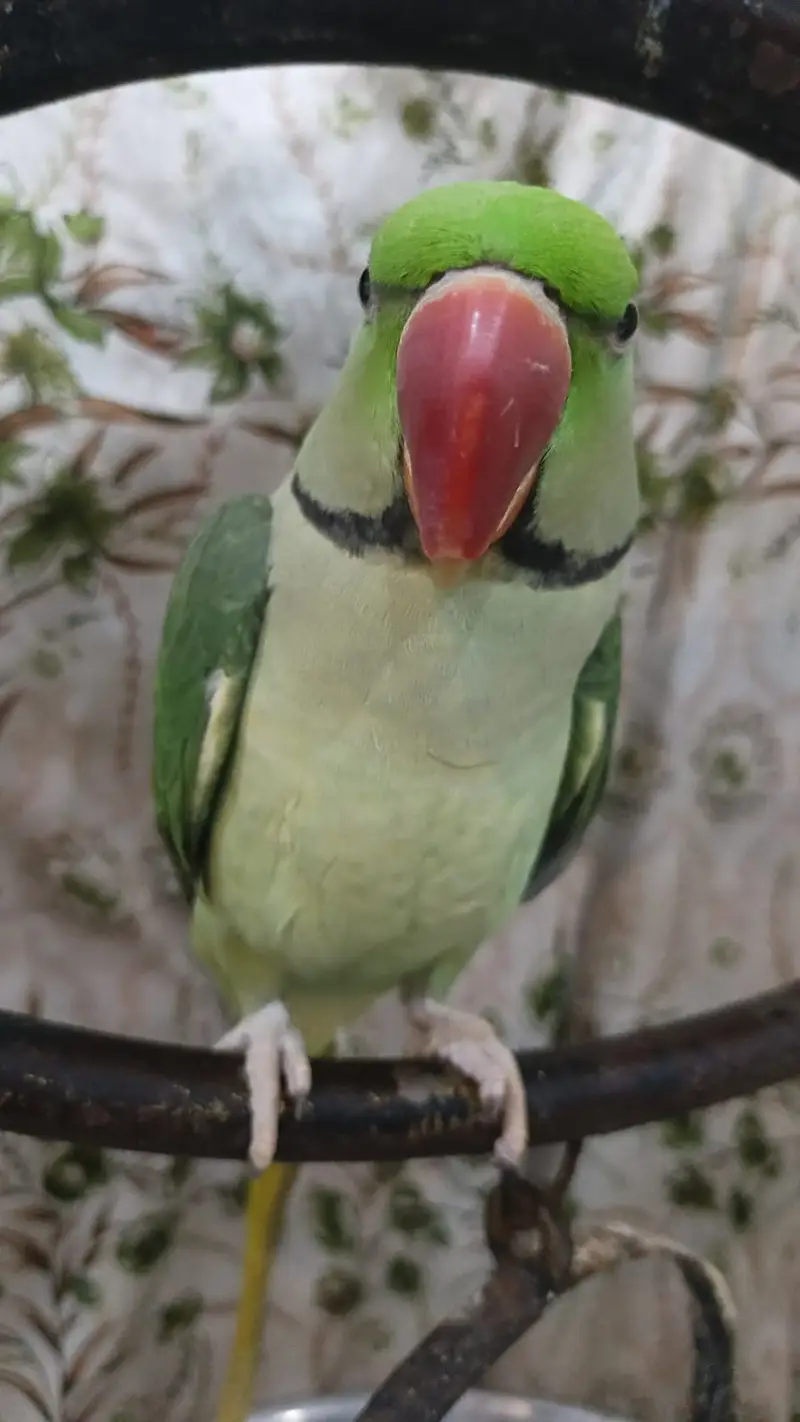 Alexander Parrot Tamed (03147869511) — photo 2
