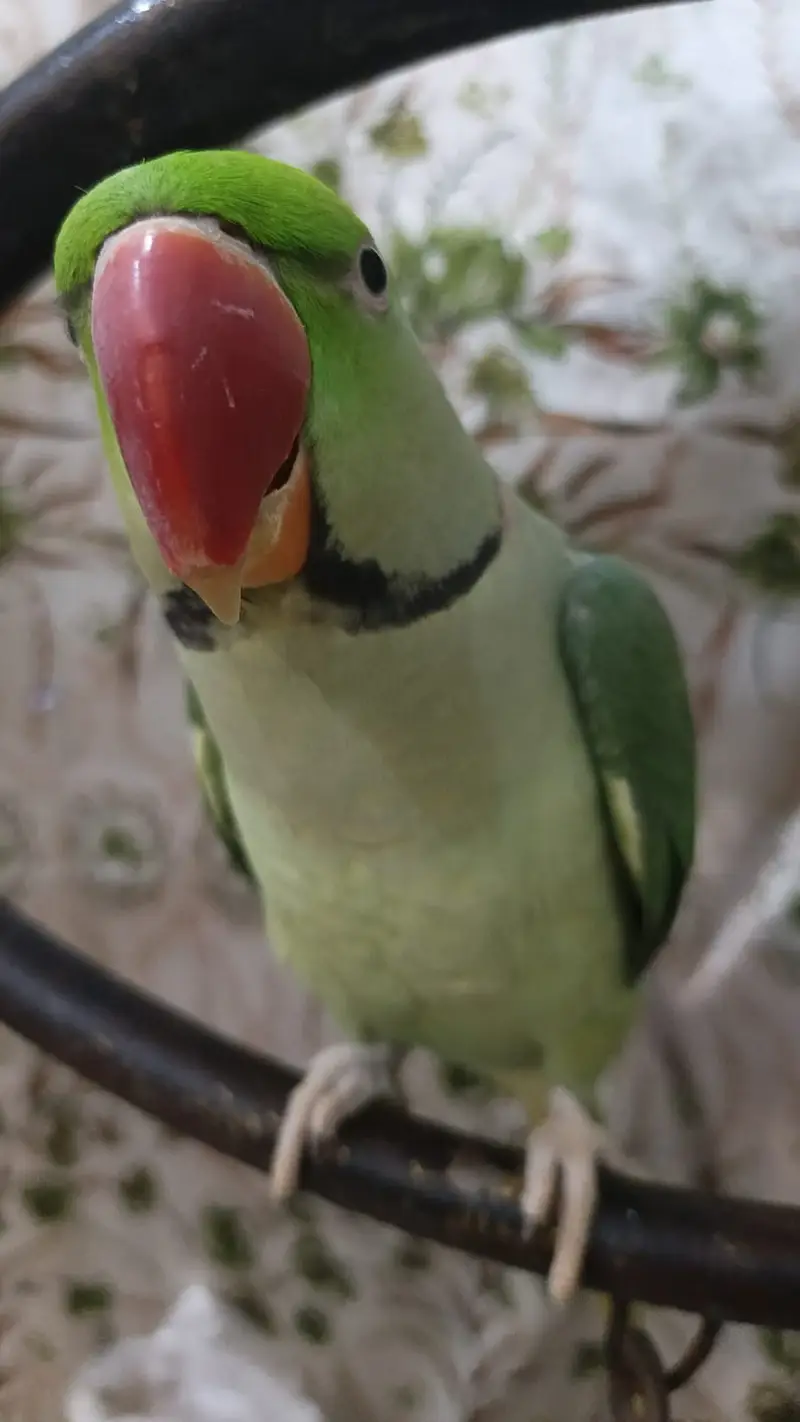 Alexander Parrot Tamed (03147869511) — photo 3