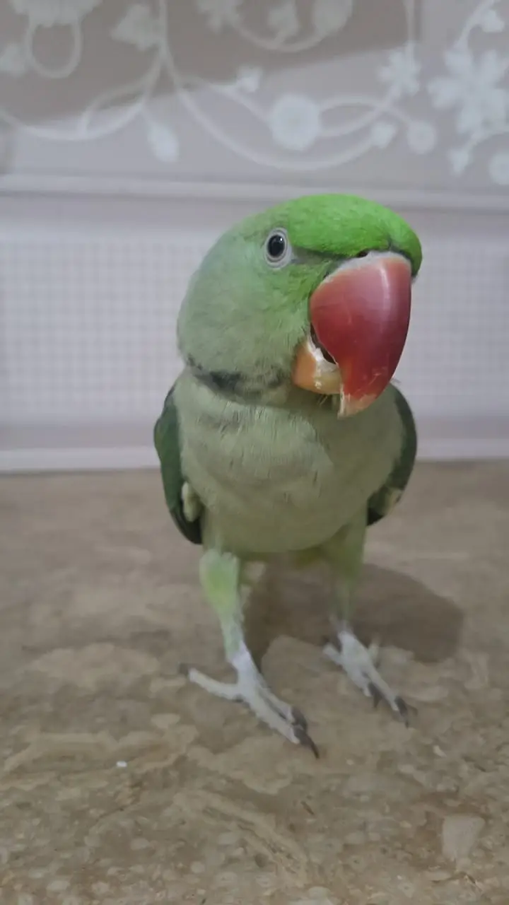 Alexander Parrot Tamed (03147869511) — photo 4