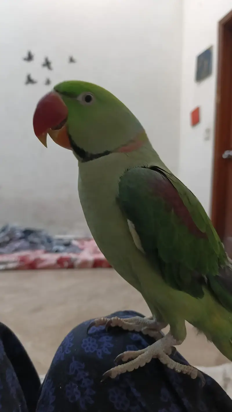Alexander Parrot Tamed (03147869511) — photo 5