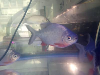 Pacu pirhana 2 pairs