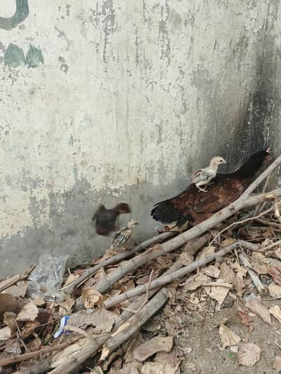 aseel murge with 3 chicks  3000pkr