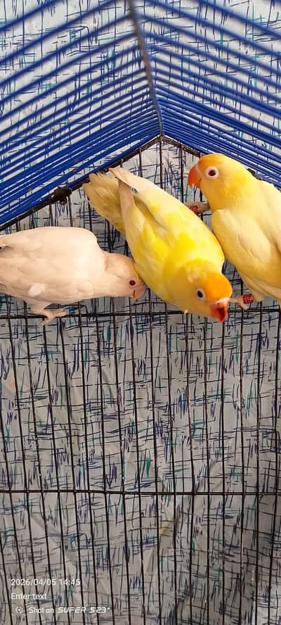 Decino albino Red eyes caremino Parblue pastel Eno