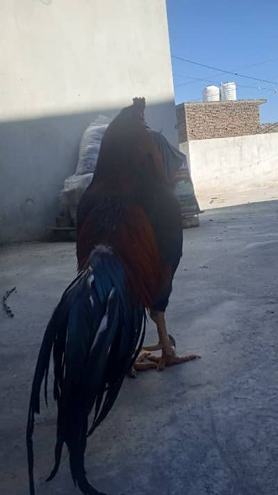 aseel Sindhi for sale