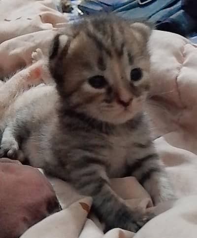 Baby Persian kitten