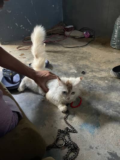 double eye triple coated persian