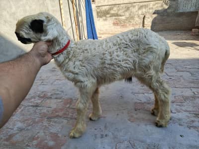 vvip pure lakha mundra male kid