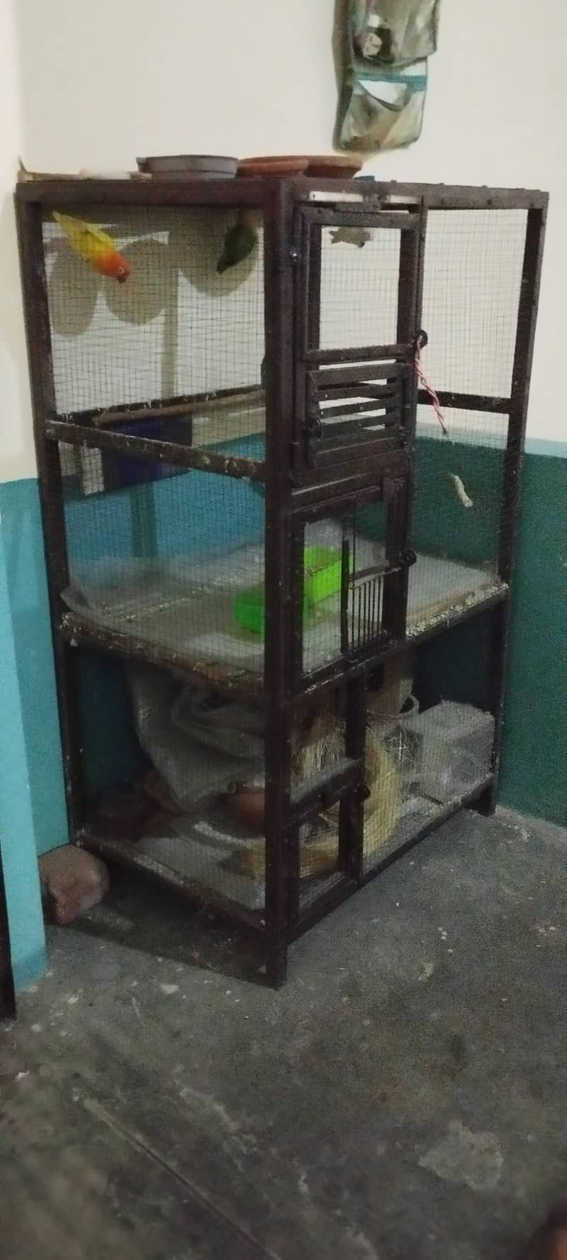 bird cage 5
