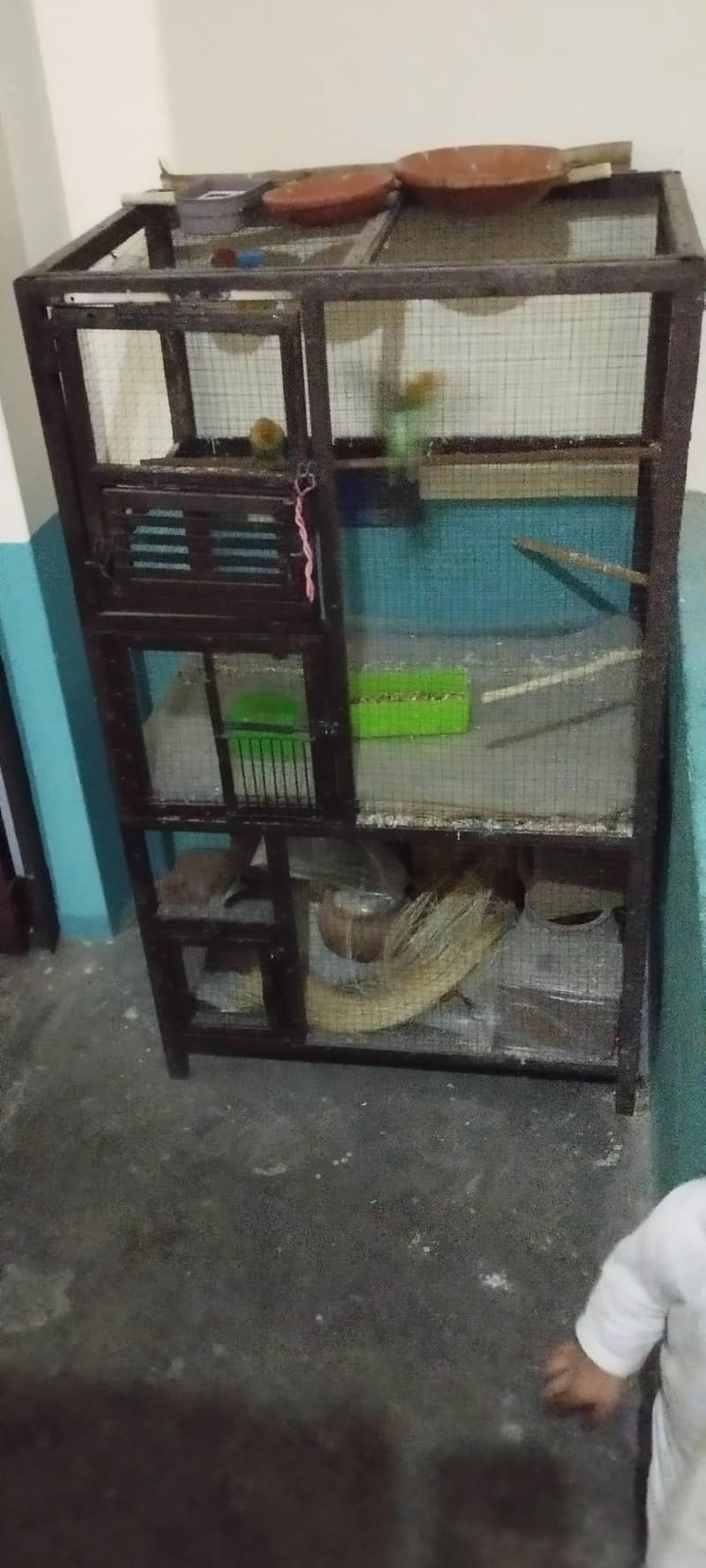 bird cage 7