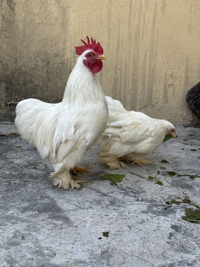 Heavy Buff White Bantam Pair