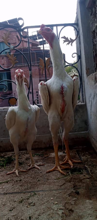 king size pure shamo fresh eggs