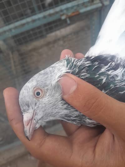 High flyer kabutar   home breed