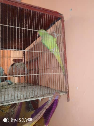 Green Ringneck