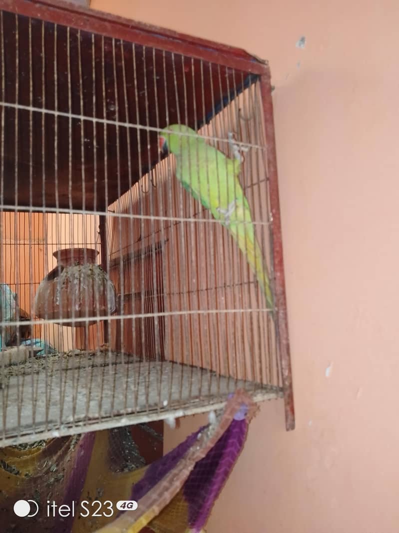 Green Ringneck 0