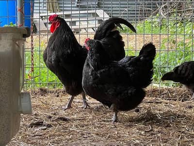 Pure Australorp k healthy active and vaccinated chicks available han