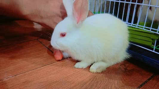 Pure White Rabbits with Red Eyes 2 Months (Healthy and Playful)
