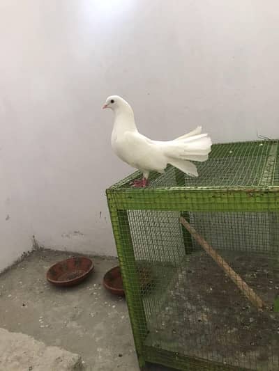 Lokking for new shilter