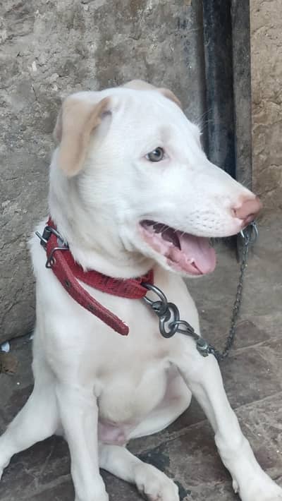 Pakistani kohatigultair dog