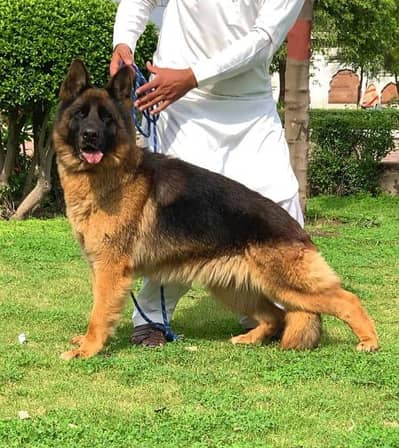 dabale coat Garman shepherd female for sale