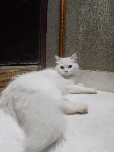 Persian female cat
