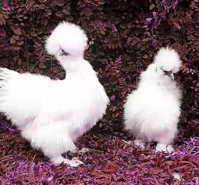 White Silkie Fancy Hens