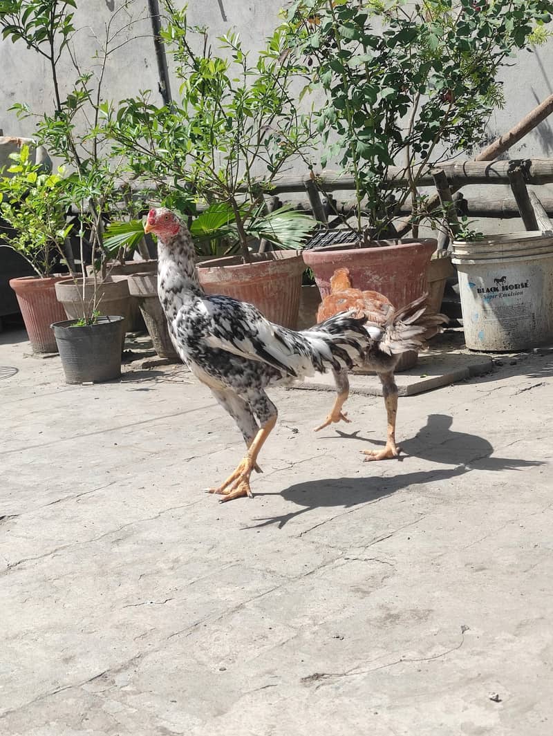 Aseel chicks pathay 0