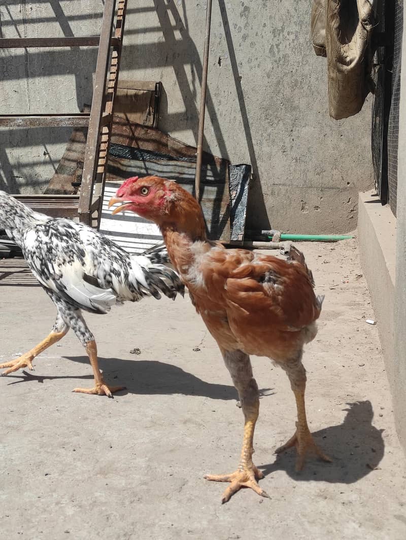 Aseel chicks pathay 1