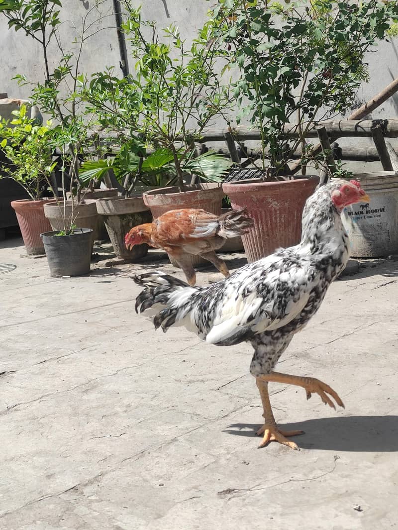 Aseel chicks pathay 2