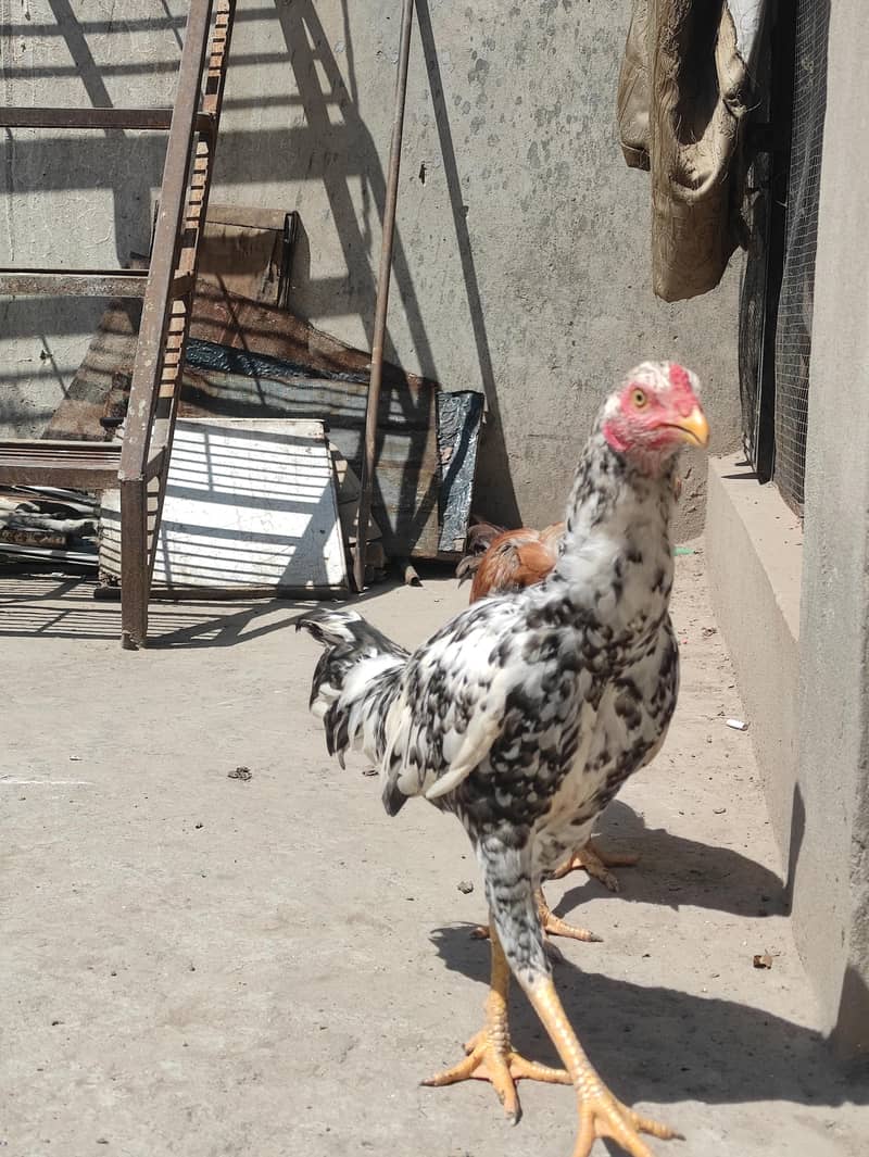 Aseel chicks pathay 3