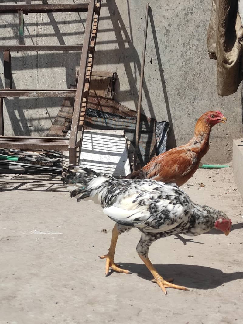 Aseel chicks pathay 4