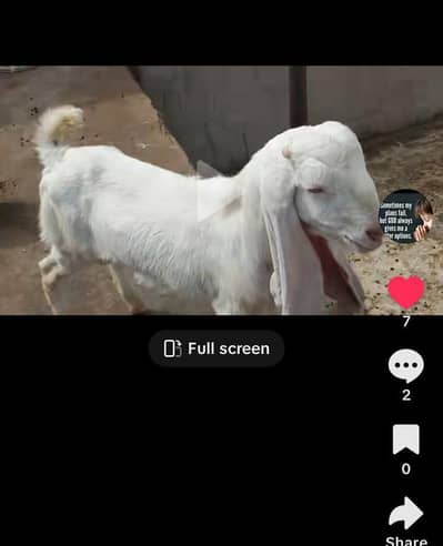 do dant horha gulbi bacha ghr ka play hoa munadib price me hy mazeed a