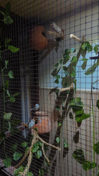 white java finch 3 piece for sale