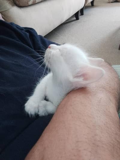 Two white kittens for adoption