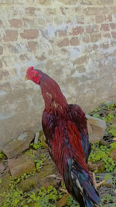 Aseel Murgha. Murgha. ۔for sale