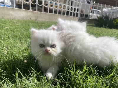 Persian kittens