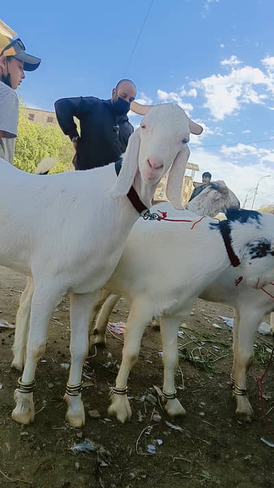 qurbani 2026 read add