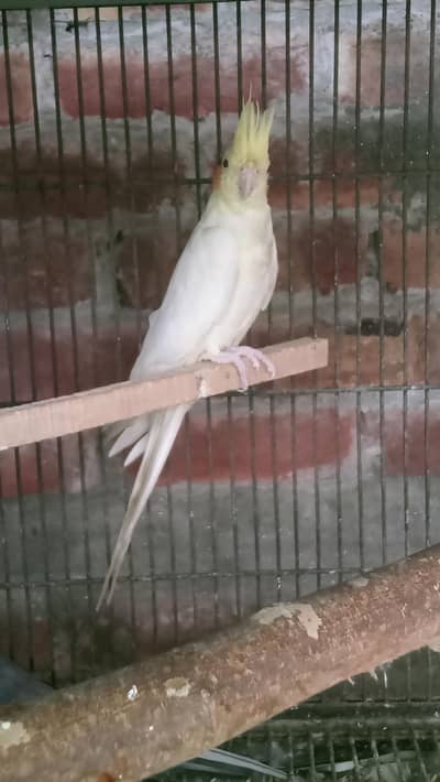 Fellow Breeder Cockatiel Male
