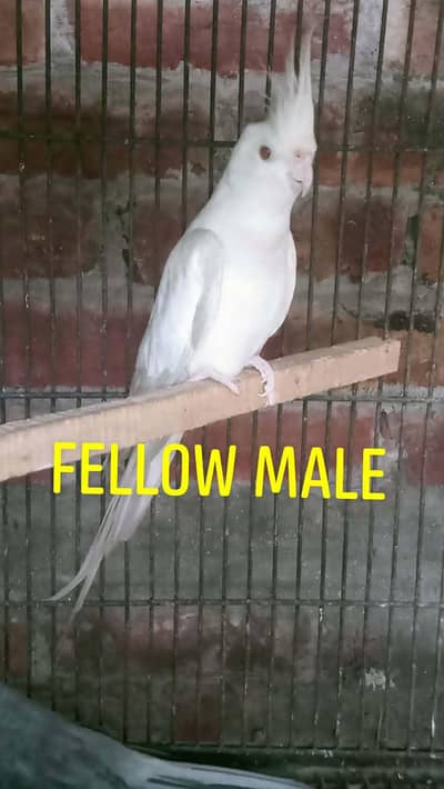 Fellow Breeder Cockatiel Male