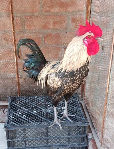 Desi Murgha & murghi