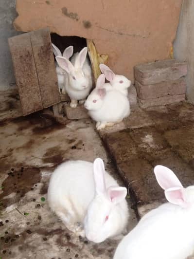 Full breeder pair  newzland white