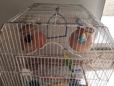 2 BUDGIES PAIR FOR SALE (Common &rainbow)