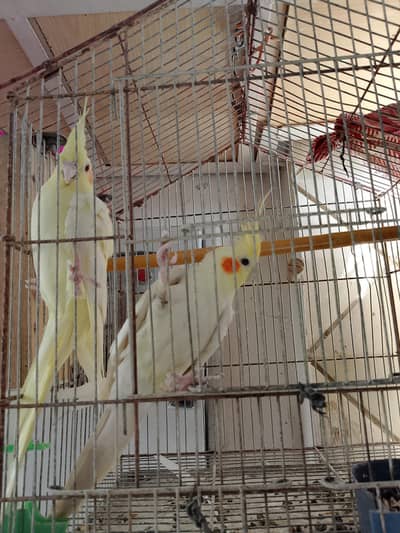 Cockatiel breeder pair with eggs Healthy & Active