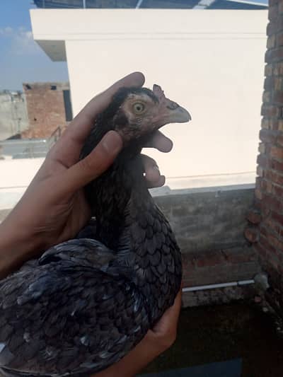 Pakistani Aseel Mianwali Saletii Maadi.