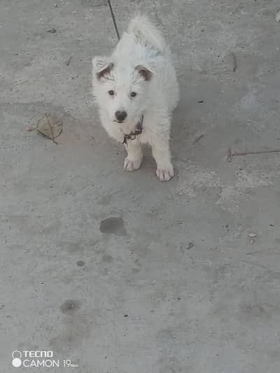 Russian male puppy
