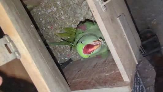 complete setup of pahari pairs