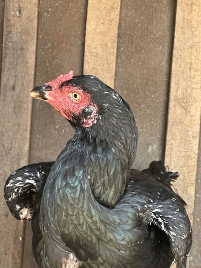 Thai aseel hen