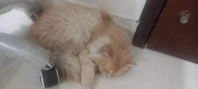 Persian  home cat